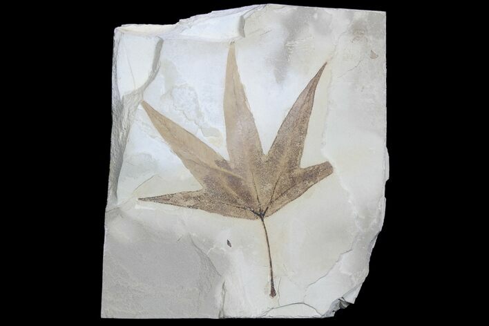 Fossil Sycamore (Platanus) Leaf - Green River Formation #78090